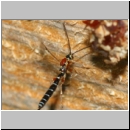 Perithous scurra - Schlupfwespe w01b 11mm det06.jpg